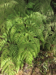Lophosoria quadripinnata