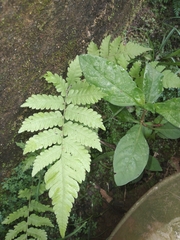Macrothelypteris torresiana
