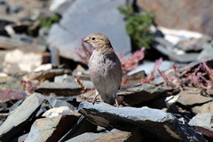 Bucanetes mongolicus