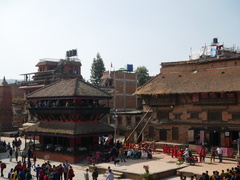 Galinsoga quadriradiata