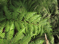 Lophosoria quadripinnata