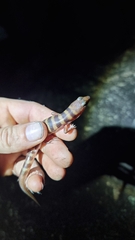 Eremiascincus richardsonii