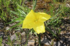 Oenothera macrocarpa