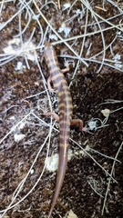 Eremiascincus richardsonii