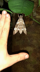 Psilogramma casuarinae