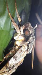 Psilogramma casuarinae