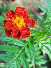 Tagetes erecta