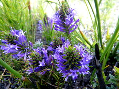 Merciera azurea
