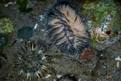 Aeolidia