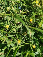 Stylosanthes biflora