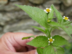 Galinsoga quadriradiata