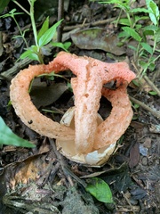 Clathrus columnatus