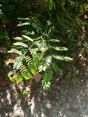 Cenostigma eriostachys