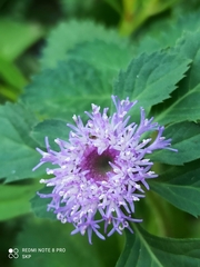 Centratherum punctatum