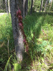 Corallorhiza striata
