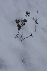 Galeopsis ladanum