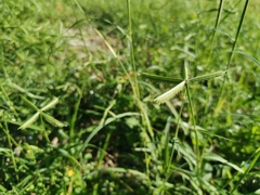 Dactyloctenium aegyptium