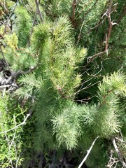 Asparagus rubicundus