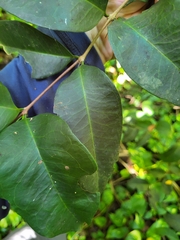Eugenia pseudopsidium