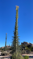 Fouquieria columnaris