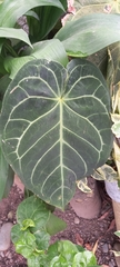 Alocasia amazonica
