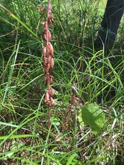 Corallorhiza striata