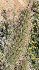 Cylindropuntia ganderi
