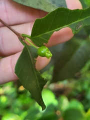 Eugenia pseudopsidium