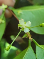 Eugenia pseudopsidium