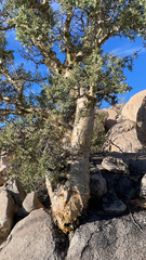 Pachycormus discolor