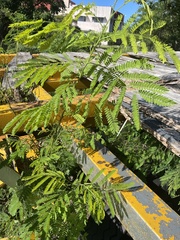 Leucaena