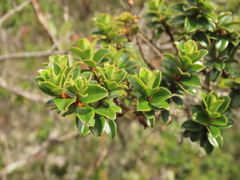 Myrsine dependens