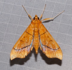 Anarmodia