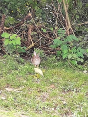 Sylvilagus floridanus