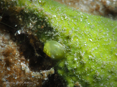 Smaragdia viridis