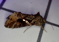 Chrysodeixis includens