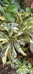 Codiaeum variegatum