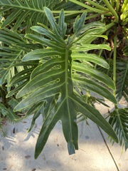 Thaumatophyllum xanadu