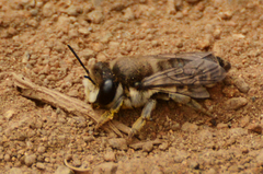 Megachile canariensis