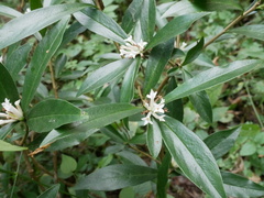 Daphne papyracea