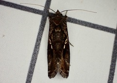 Chrysodeixis includens