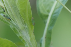 Bucephalogonia xanthophis