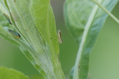 Bucephalogonia xanthophis