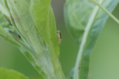 Bucephalogonia xanthophis