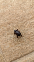 Dyscinetus morator