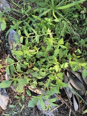 Acanthospermum australe