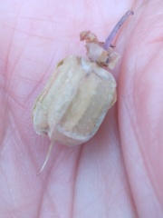 Roepera sessilifolia