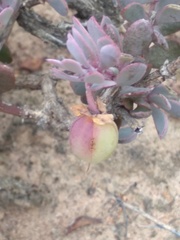 Roepera sessilifolia