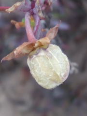 Roepera sessilifolia