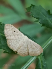 Scopula